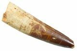 Fossil Spinosaurus Tooth - Feeding Worn Tip #352403-1
